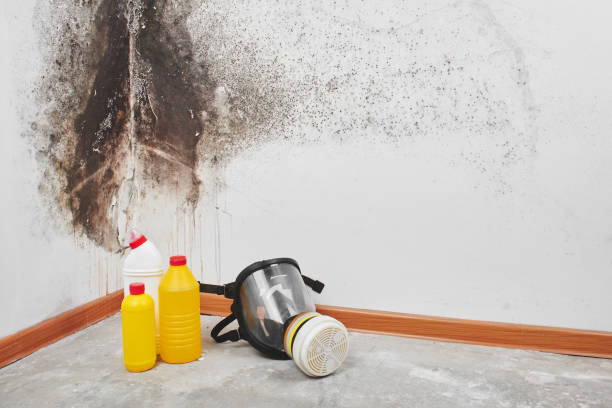 Best White Mold Remediation in Rosewood Heights, IL