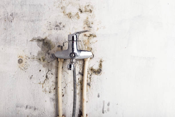 Best Localized Mold Remediation (e.g., coastal areas, humid climates) in Rosewood Heights, IL