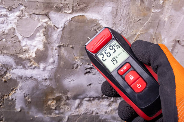 Best Insurance-Related Mold Remediation in Rosewood Heights, IL