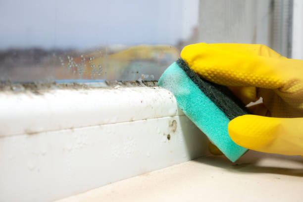 Best Residential Mold Remediation in Rosewood Heights, IL