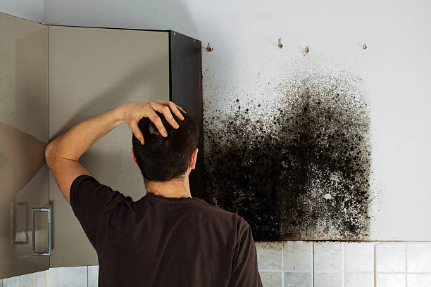 Best DIY Mold Remediation Support Services in Rosewood Heights, IL